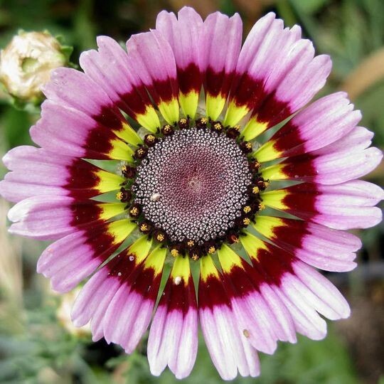 50 Painted Mix Daisy Flower Seeds Non GMO Heirloom Pink Indian Blanket Colors