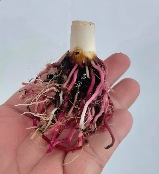 AUTHENTIC RARE Caladium Moonlight 1 bulbs