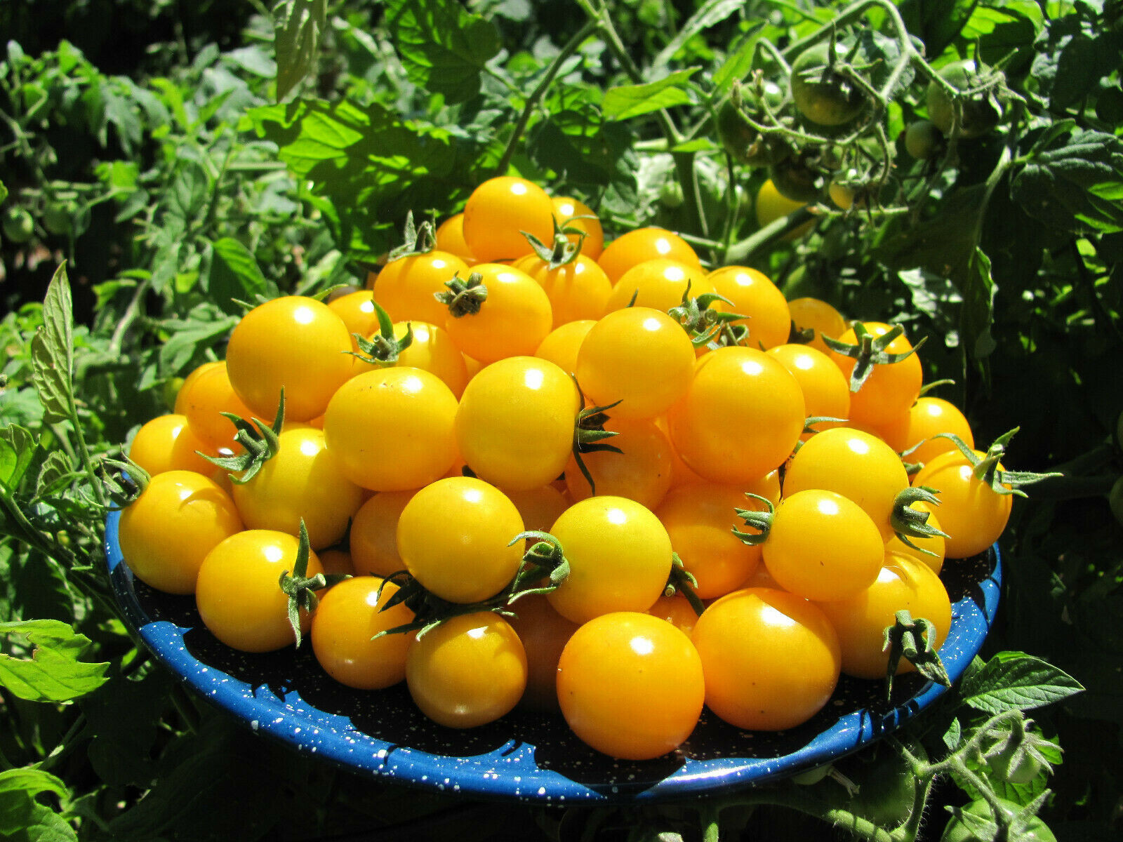 SCARBOROUGH SEEDS Gold Nugget Cherry Tomato Seeds 100 SEEDS – Non-GMO Yellow