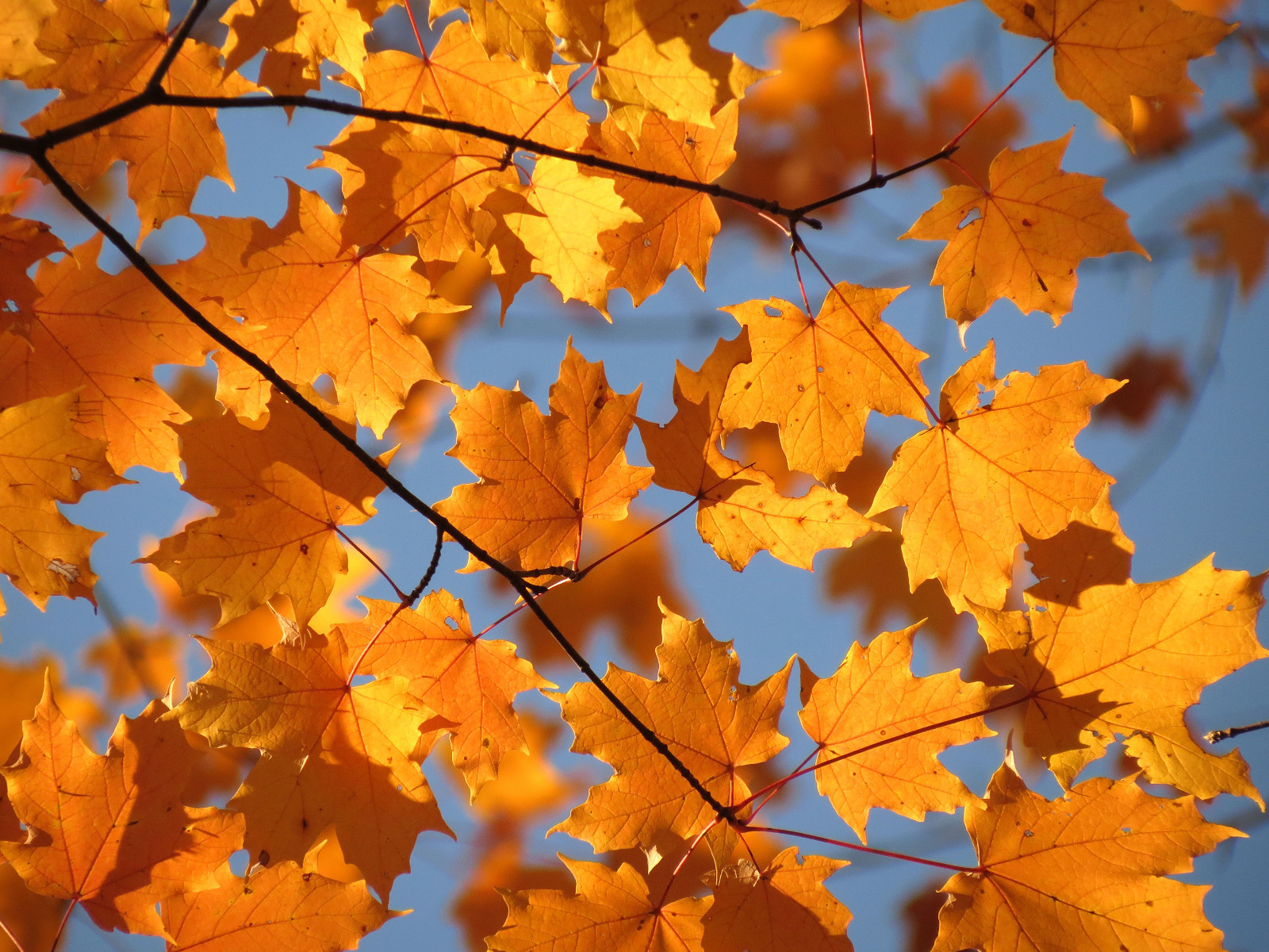 Canada Sugar Maple | Tree Seed Grow Kit | The Jonsteen Company