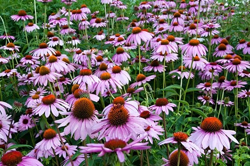 Purple Coneflower Echinacea Purpurpea Heirloom Seeds- Non GMO- 200 Seeds