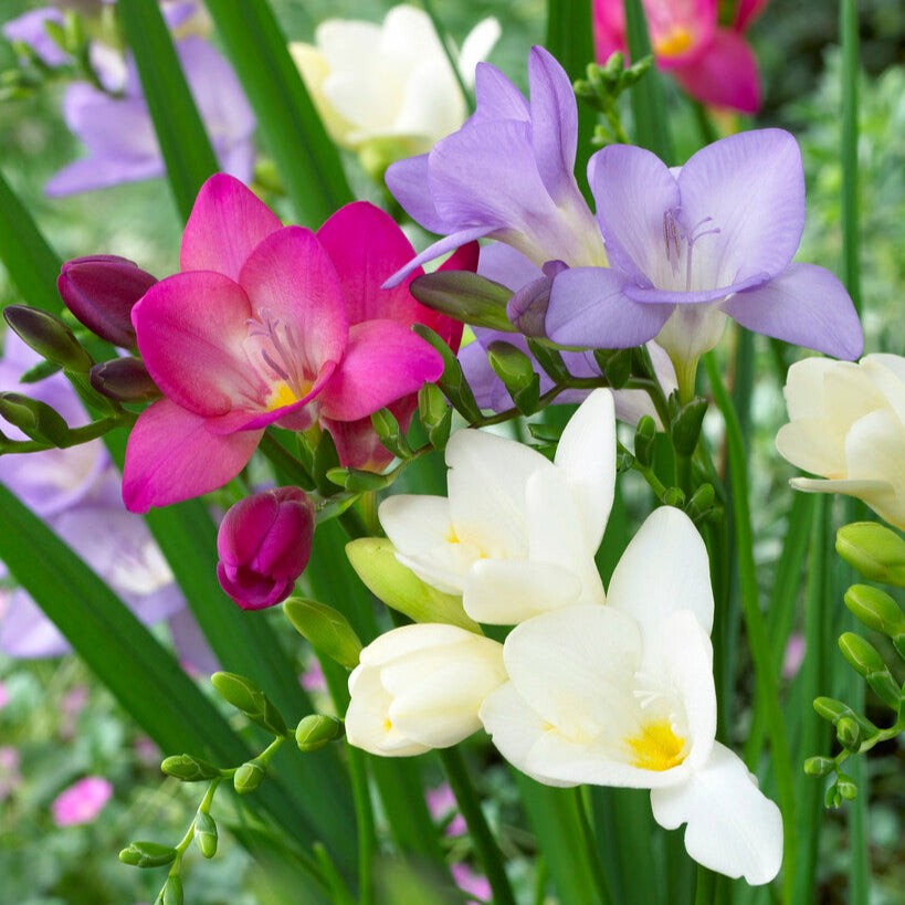 Freesia Berries & Cream Collection 45 Bulbs, Pink Violet & White Spring Flowers