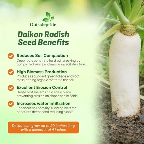5 lbs Daikon Radish Seeds – Chinese & Japanese Variety for Soil Health, Erosion