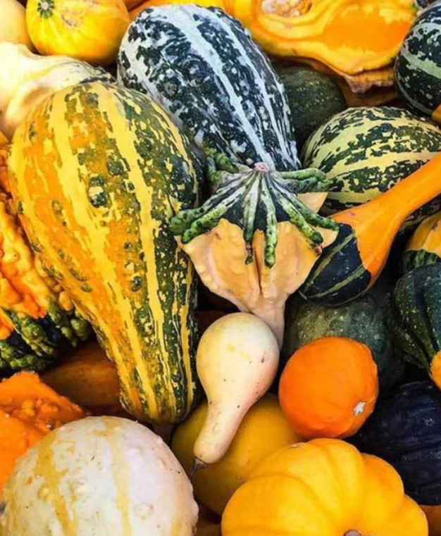 Gourd LARGE GOURD MIX Decorative Fall Season Kids Arts & Crafts Non-GMO 20 Seeds