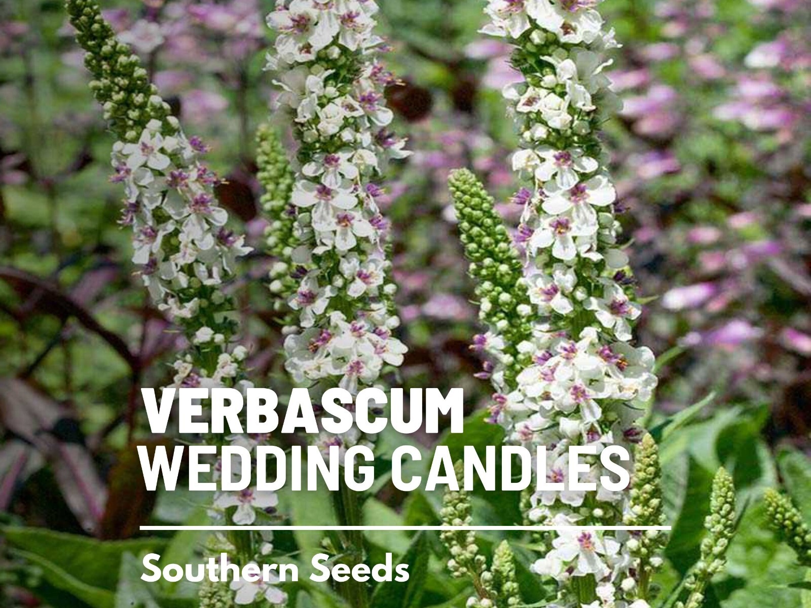 Wedding Candles Verbascum Seeds, Heirloom Drought-Tolerant Flower, USA Grown