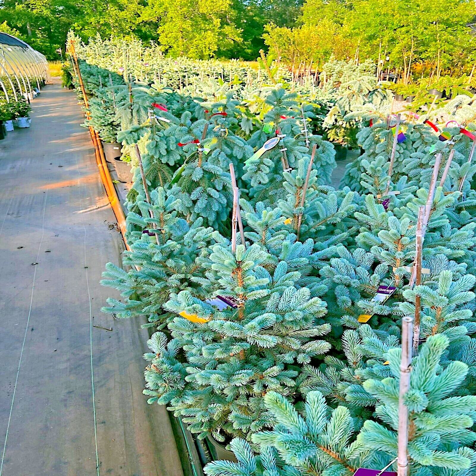 COLORADO BLUE SPRUCE TREE SEEDS (Picea pungens) “Glauca” Cold Hardy Bonsai Plant