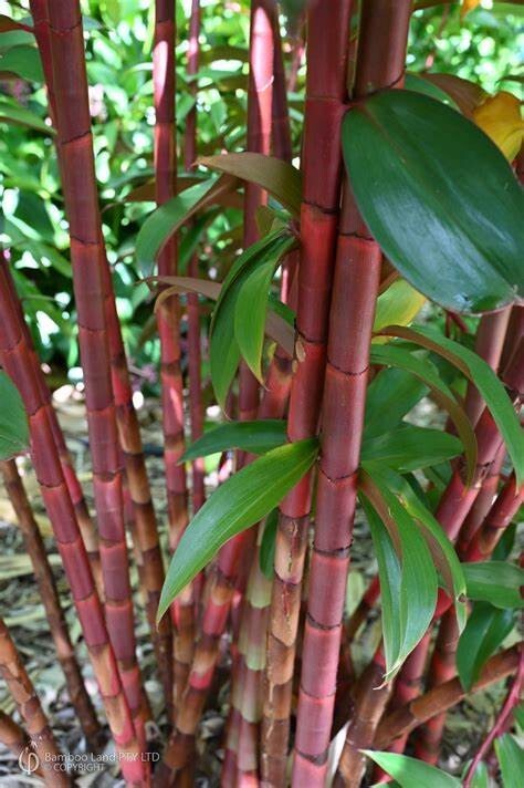 50 Red Stem Bamboo Seeds Privacy Plant Garden Clumping Shade Screen US SELLER