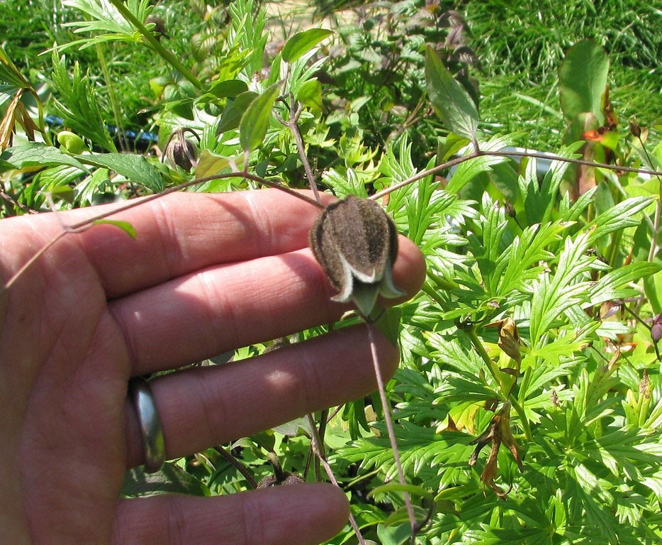 Clematis fusca | Brown Clematis | RARE | 5 Seeds