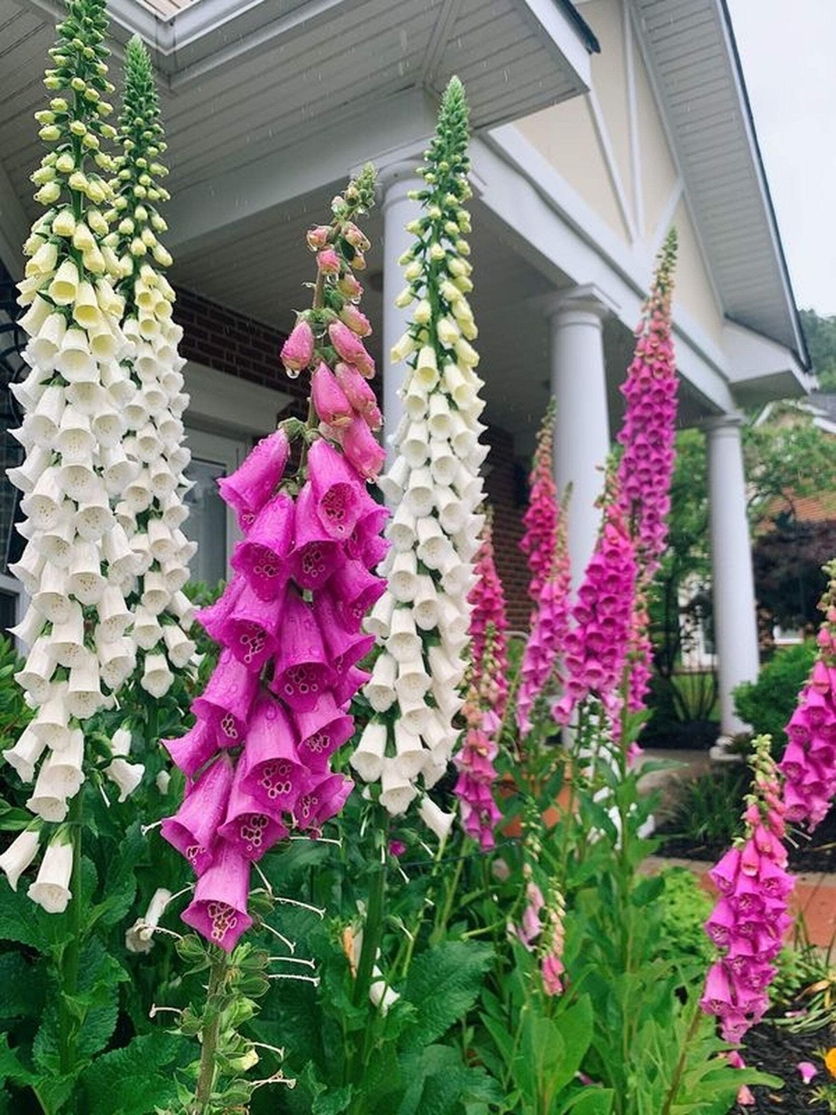 1000 FOXGLOVE EXCELSIOR MIX Digitalis Purpurea Flower Seeds *Flat S/H