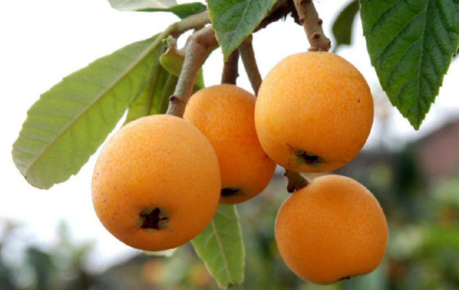 10 pcs 2025 Fresh Japanese Loquat Evergreen Plant Sweet Juicy Fruit Organic Seed