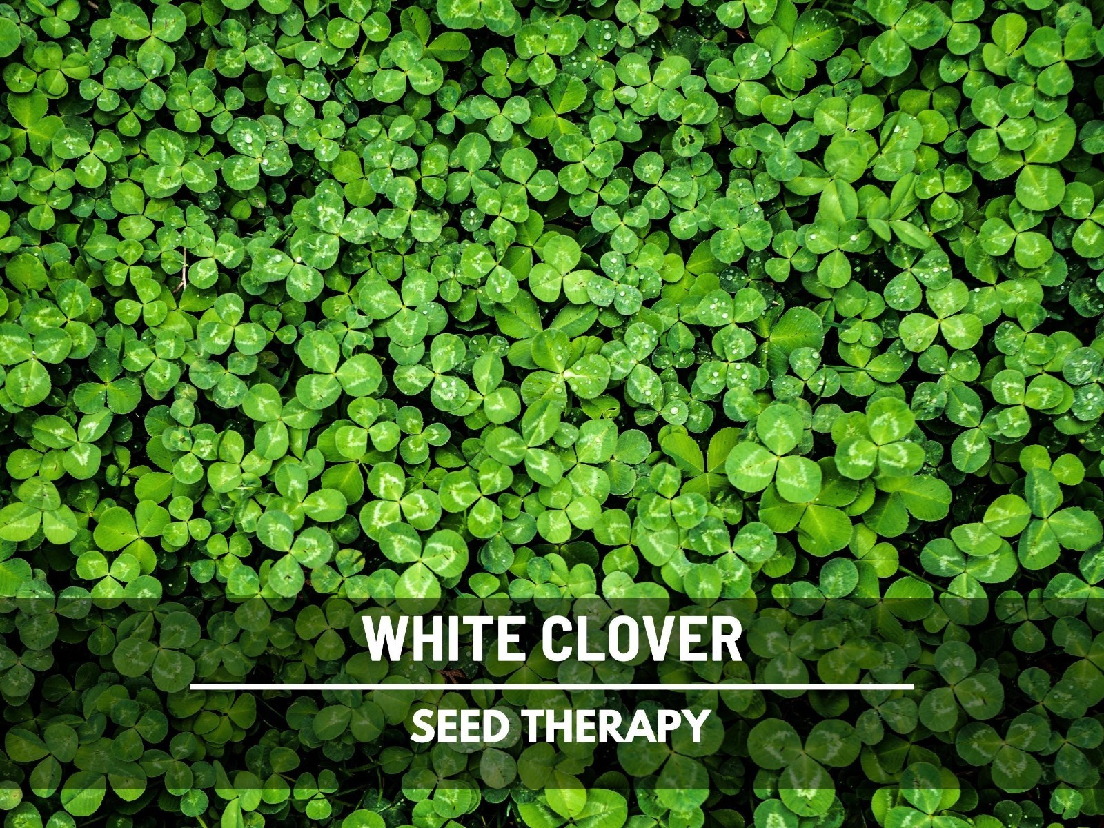 White Clover (Irish Clover) Seeds – Perennial Lawn Alternative, Pollinator