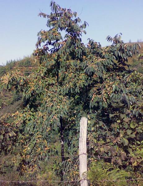 Diospyros lotus | Date-Plum | Caucasian or Lilac Persimmon | 20 Seeds