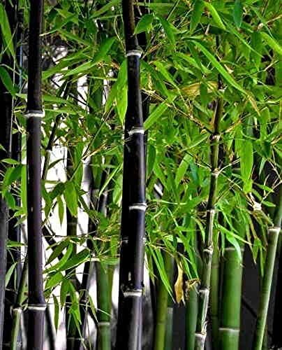 100 Rare Black Bamboo Seeds to Grow Black Bamboo