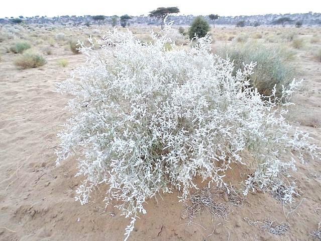 Aerva javanica | Desert Cotton | 100 Seeds