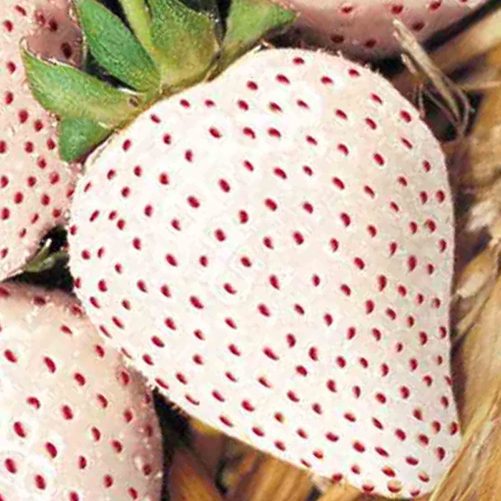 WHITE WONDER STRAWBERRY 100 SEEDS AUTUMN PERENNIAL HEIRLOOM NON-GMO FRUIT USA