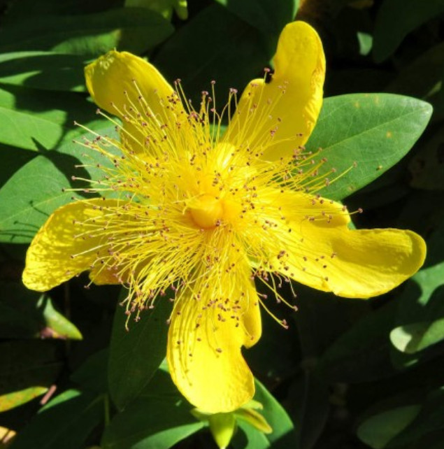 GREAT ST. JOHNS WORT Hypericum Yellow Medicinal Herb Perennial NonGMO 1000 Seeds