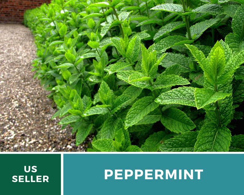Peppermint – 100 Seeds – Medicinal & Culinary Herb – GMO Free (Mentha Piperita)