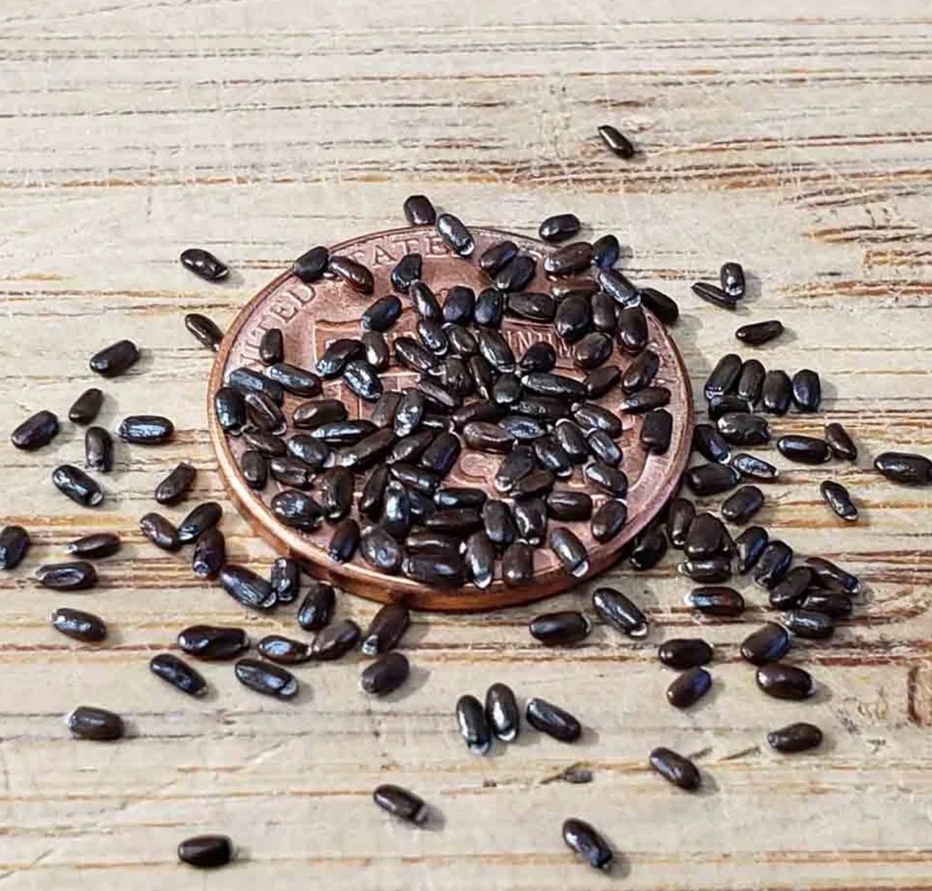 Fresh True English Lavender Vera Seeds-Organic, Most Fragrant Variety, Perennial
