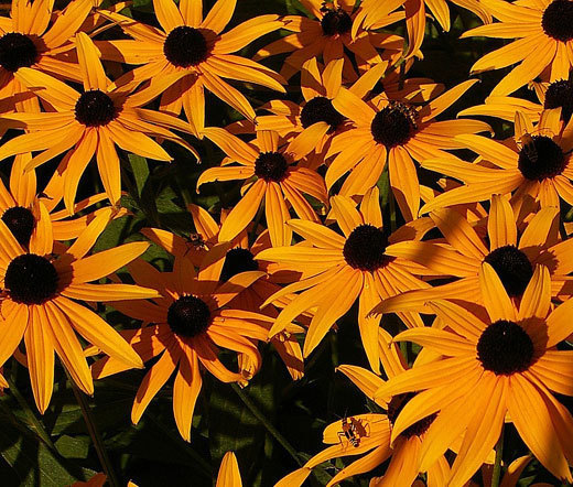 DAISY GLORIOSA Rudbeckia Gloriosa – 10,000 Bulk Seeds