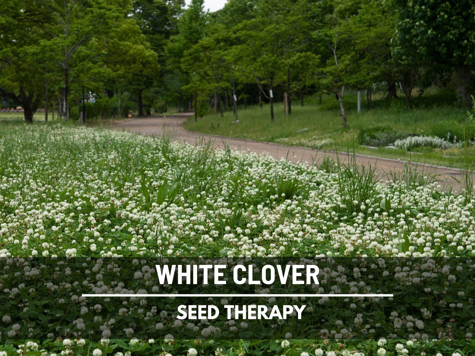 White Clover (Irish Clover) Seeds – Perennial Lawn Alternative, Pollinator