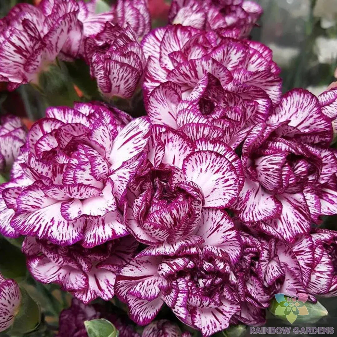 200+ Purple Pixie Carnation Seeds for Garden Planting – USA – FREE SHIPPING!
