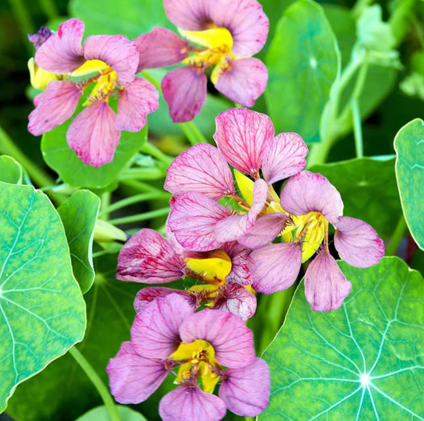 Nasturtium PURPLE EMPEROR 18-24″ Edible Flowers Heirloom Non-GMO 15 Seeds!