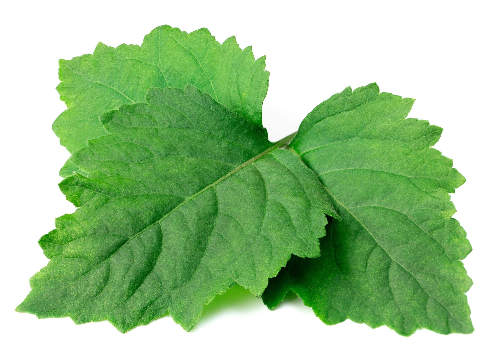 5 TRUE PATCHOULI Shrub Fragrant Patchouly Pogostemon Cablin Herb Seeds *Comb S/H