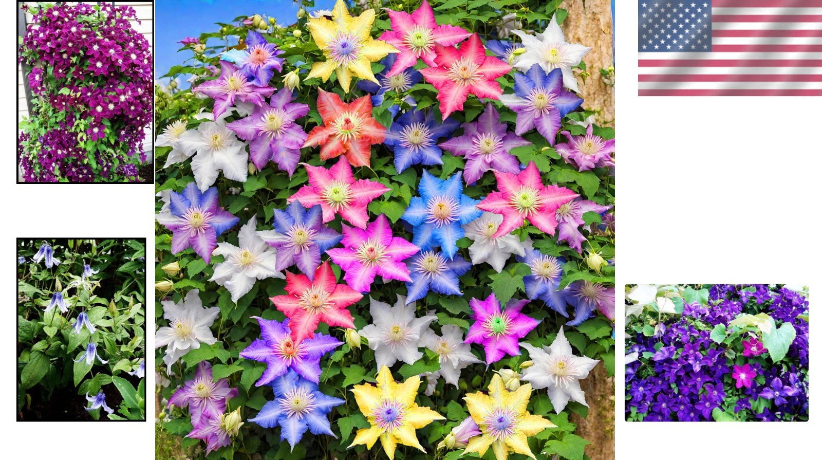 20 Mixed Heirloom Clematis Seeds – Low Maintenance Perennial Flower Beauties