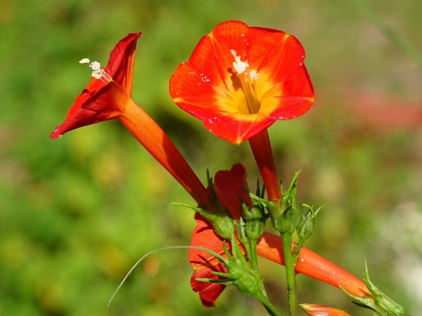 Native Morning Glory Ipomoea Coccinea ORANGE NOAH Hummingbird Vine Seeds 2023