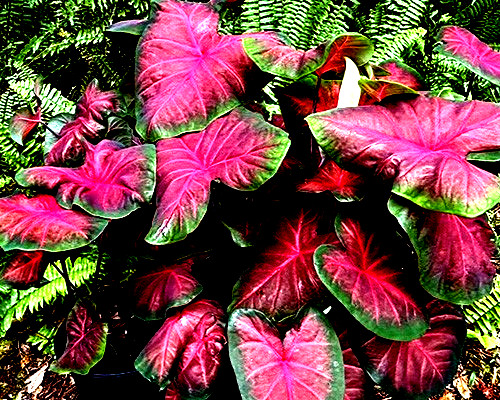 Royal Flash Caladium Bulbs for Planting 1 BULB direct from Florida Plantation
