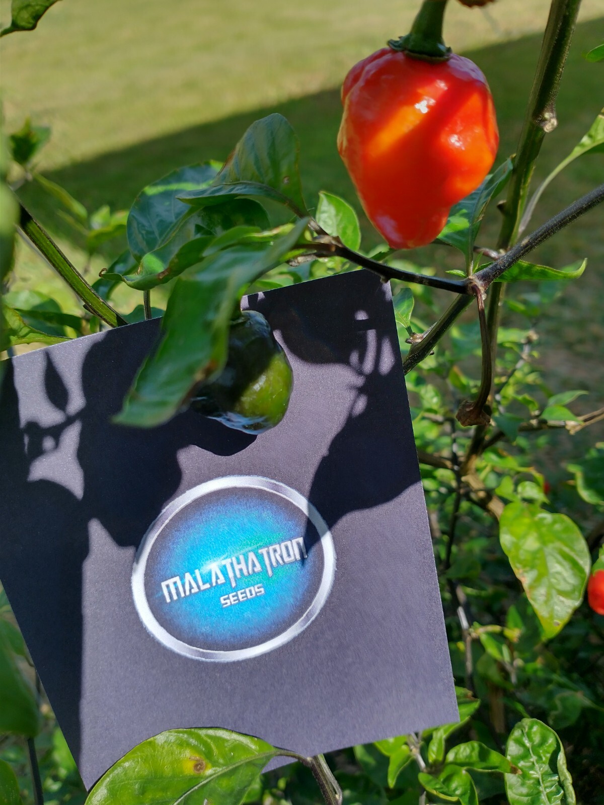 BIG BLOCK Pepper Combo- 4 Superhot Varieties – 20 Seeds Of Each – Great Discount