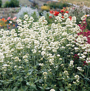 Centranthus ruber White Snowcloud 500 seeds