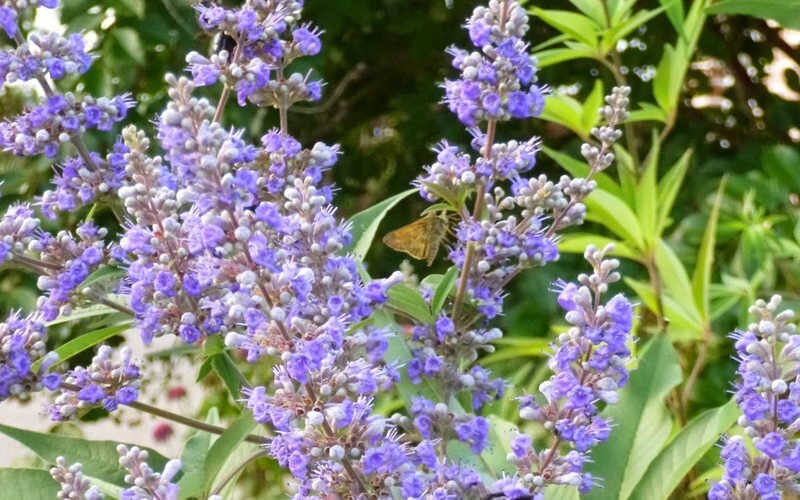 50 CHASTE VITEX TREE SEEDS (Vitex agnus-castus) Monks Pepper, Hardy