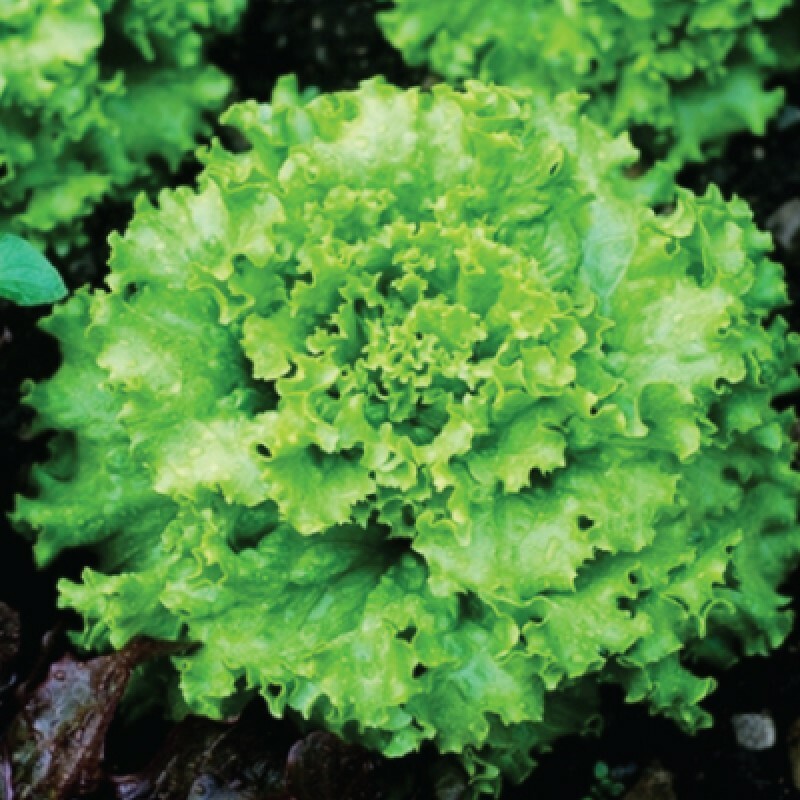 Grand Rapids Lettuce Seeds 600+ Vegetable NON-GMO USA SELLER FREE SHIPPING