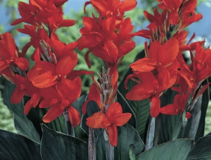 Red Canna Bulbs Big Flower Lot OF (5)Tropical Plants 6′-12’ Organic Red Cana