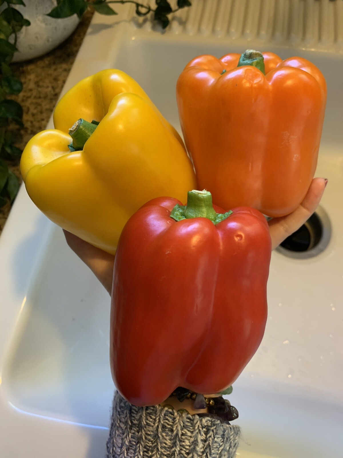 50 Homegrown Delicious Red Orange Yellow Bell Pepper Seeds Garden Vegetable USA