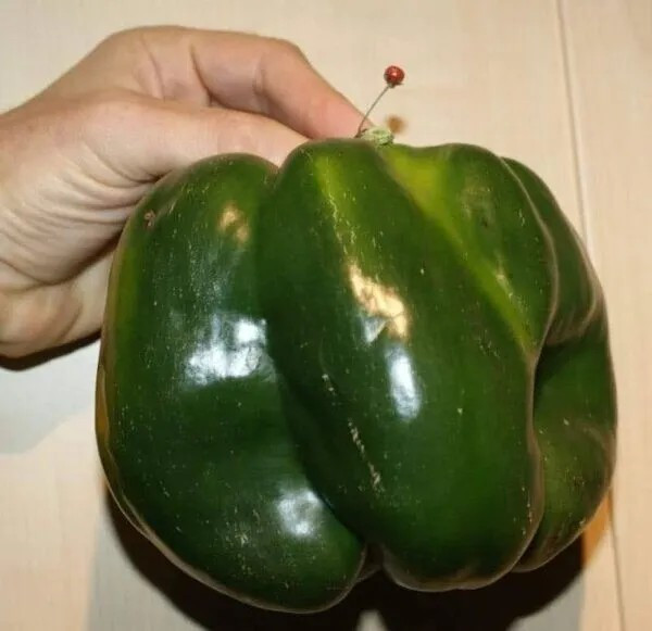 120+ EMERALD GIANT BELL PEPPER SEEDS – SWEET – NON GMO – HEIRLOOM – ORGANIC