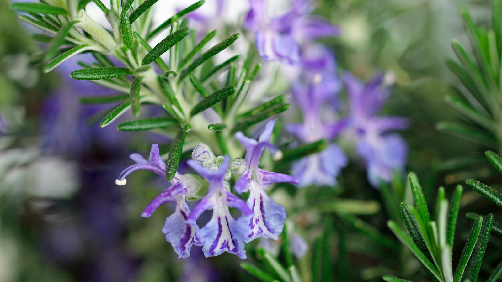 Rosemary Seeds, NON-GMO, Heirloom, Variety Sizes, Anthos, FREE SHIPPING
