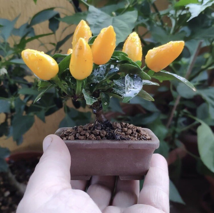 Random Bonchi Pepper Bonsai Plant Seeds “Ten Seeds” Habanero Reaper Ghost