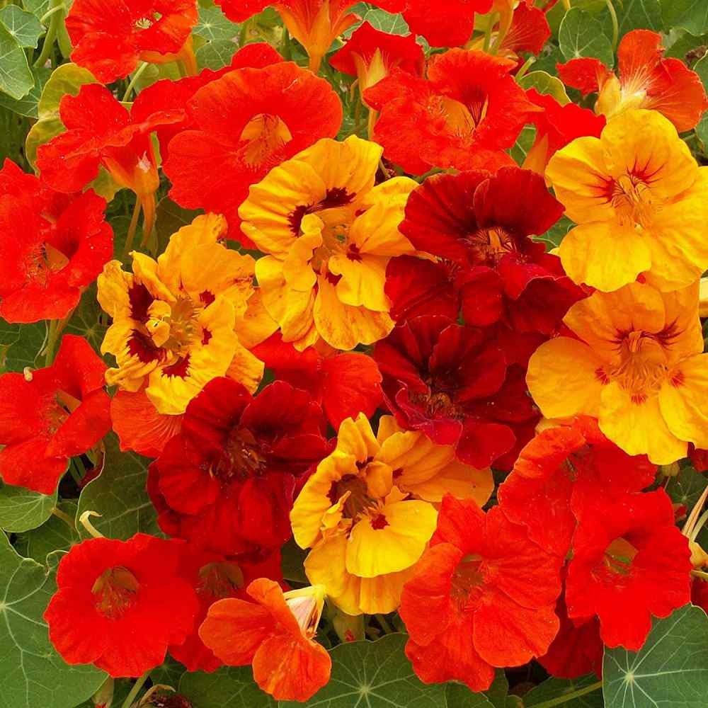 5 LB Nasturtium Seed Mix For Planting – Jewel Mix Flower Seeds