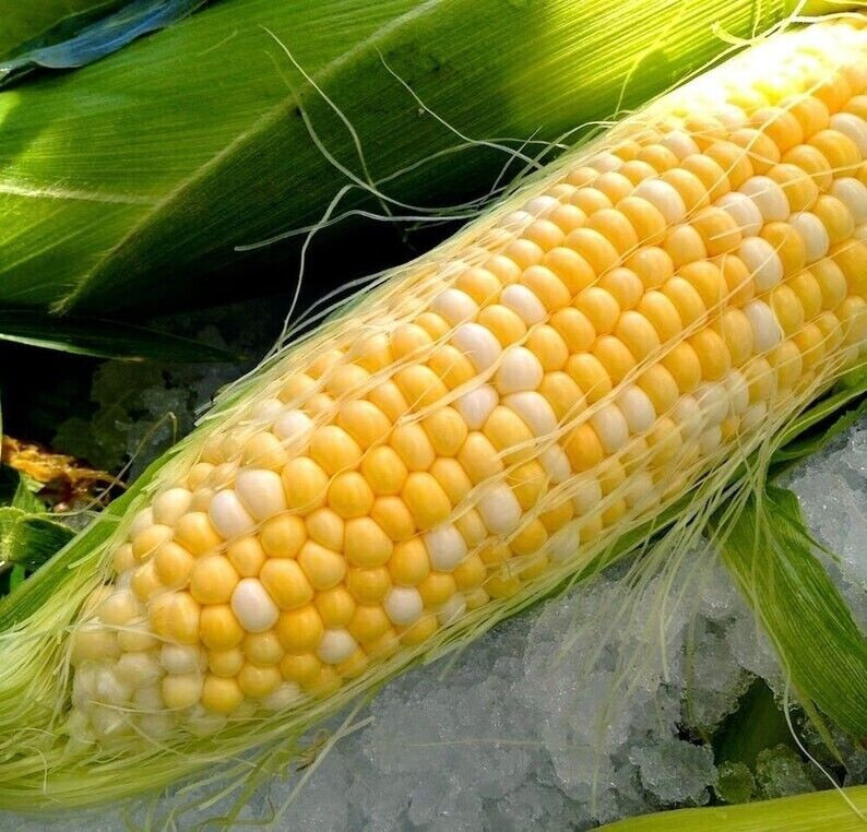 Scarborough Seeds Bicolor Corn (Peaches And Cream) 25 Seeds NON-GMO USA