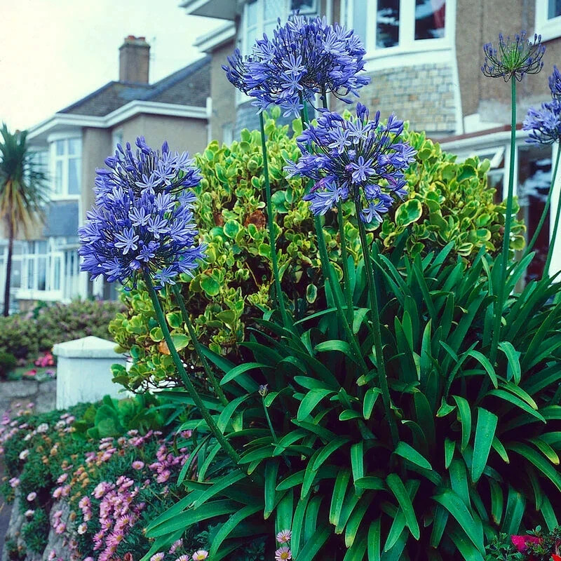 25 Dwarf Blue Lily of The Nile Flower Seeds Agapanthus “Peter Pan” House Plant