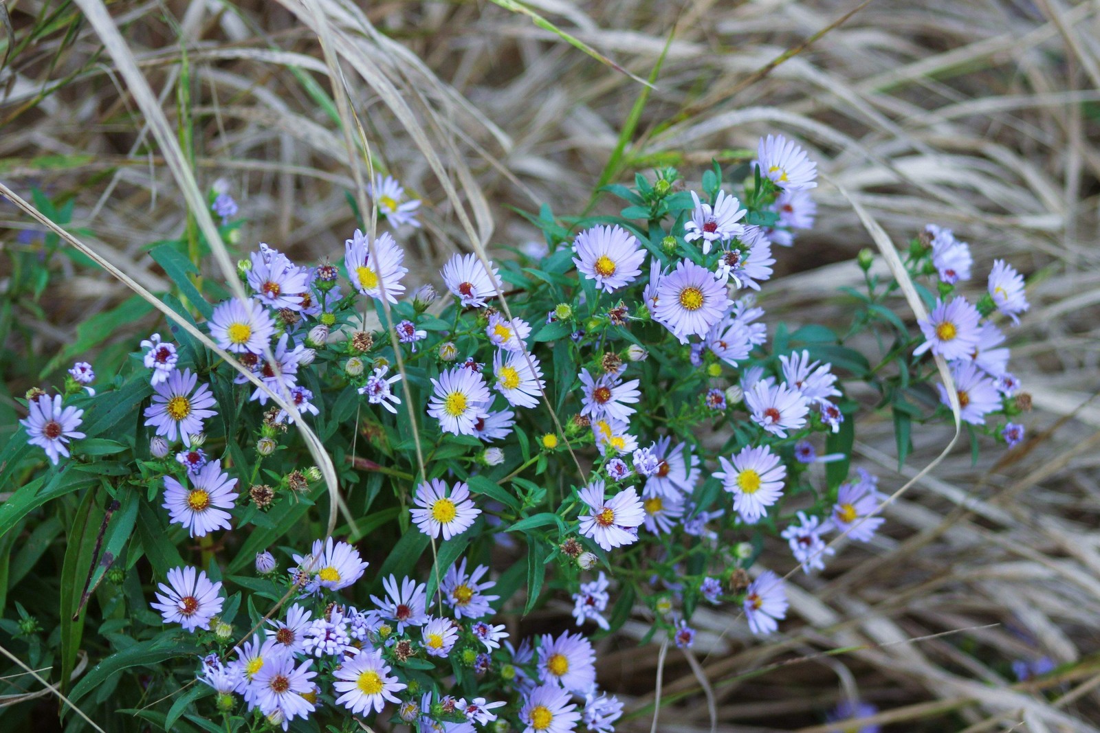 250 SKY BLUE ASTER Azure Aster Azureus Flower Seeds