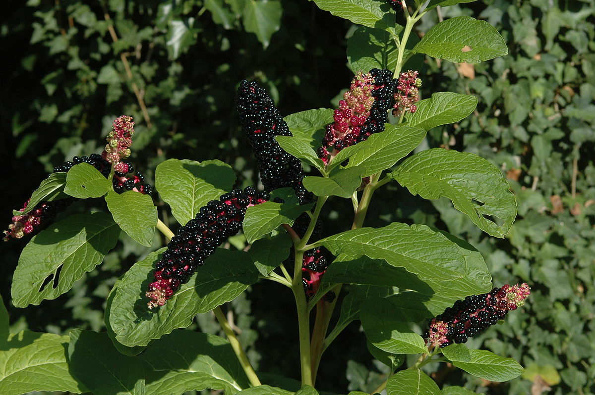 Phytolacca acinosa INDIA POKEWEED Seeds!