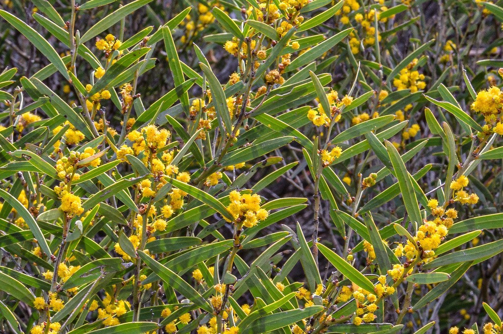 Acacia hemiteles Seeds – “Tan Wattle”