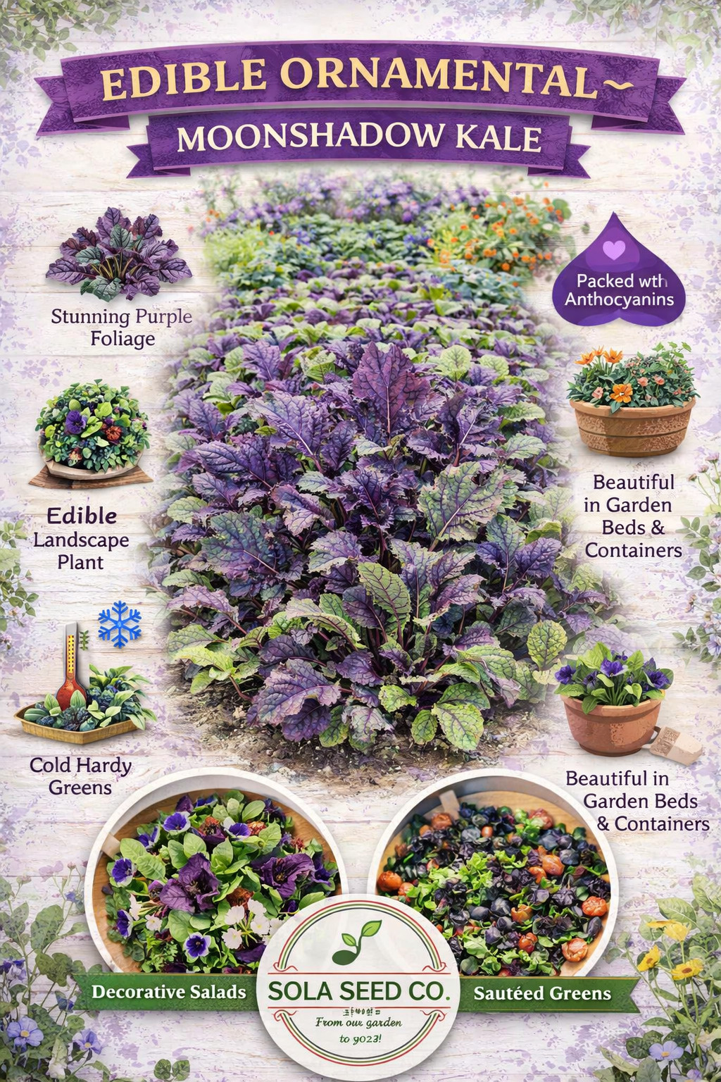 300 Rare Moonshadow Mustard Greens Seeds- Purple Ethiopian Kale Edible Green-USA