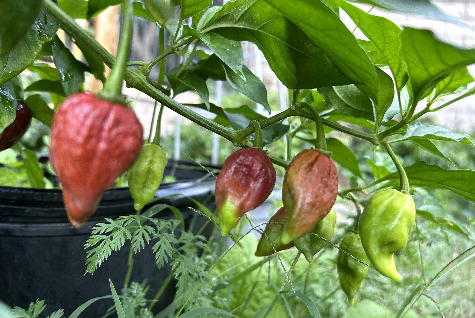 Super Hot Chocolate Ghost Chili Pepper, Bhut Jolokia – 15 Seeds 2024 – USA