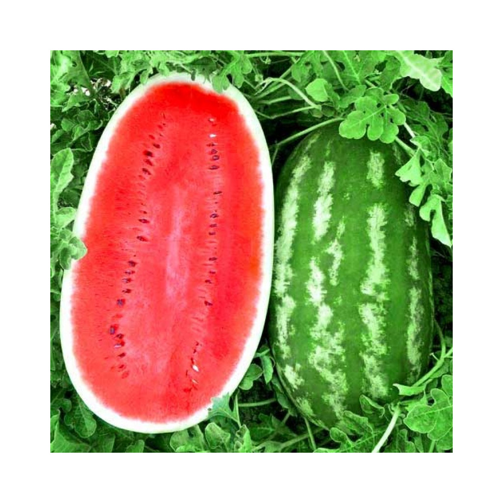 Giant Jubilee Watermelon Seeds for Planting | Non-GMO | Heirloom Garden Seed USA