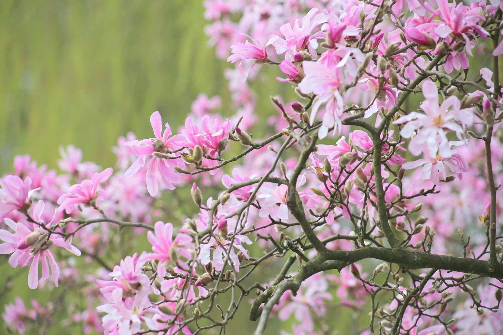 5 LOEBNER MAGNOLIA Loebneri Stellata Kobus Tree Shrub White Pink 5″ Flower Seeds