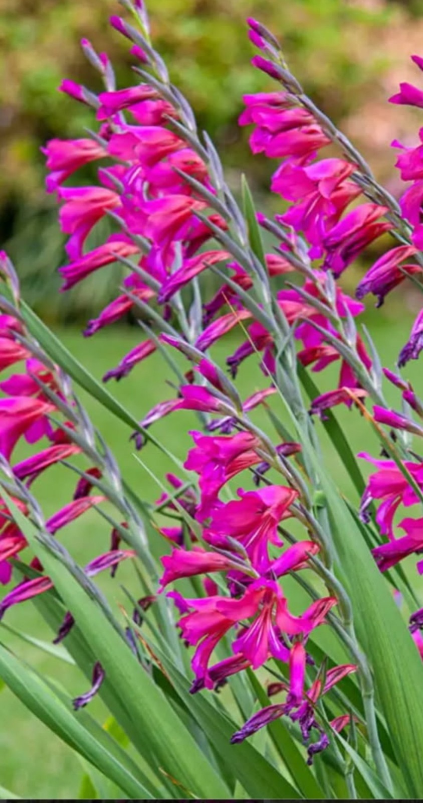 Byzantine Gladiolus Flower Bulbs (Corn lily, Corn flag) – 15